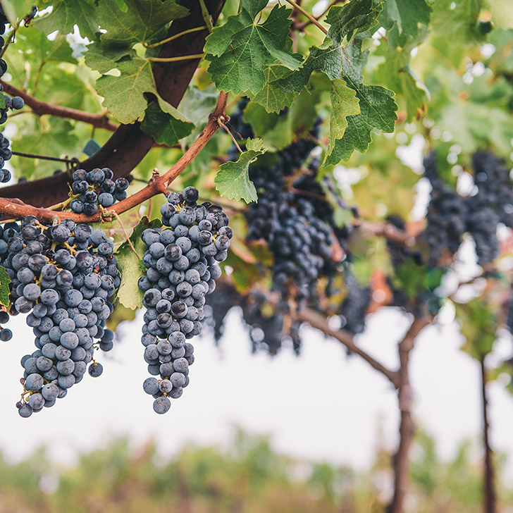 Sonoma County Terroir